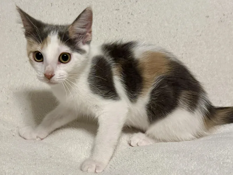 A baby small-sized female Dilute Calico Domestic Short Hair cat named Bridget for adoption in Blaine, MN