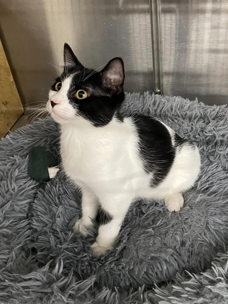 A baby medium-sized male Black Domestic Short Hair cat named Tomasko for adoption in Missouri City, TX
