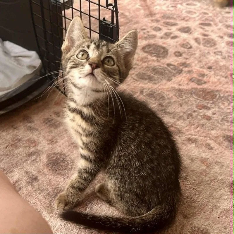 A baby medium-sized male Domestic Short Hair cat named Goober for adoption in Candler, NC