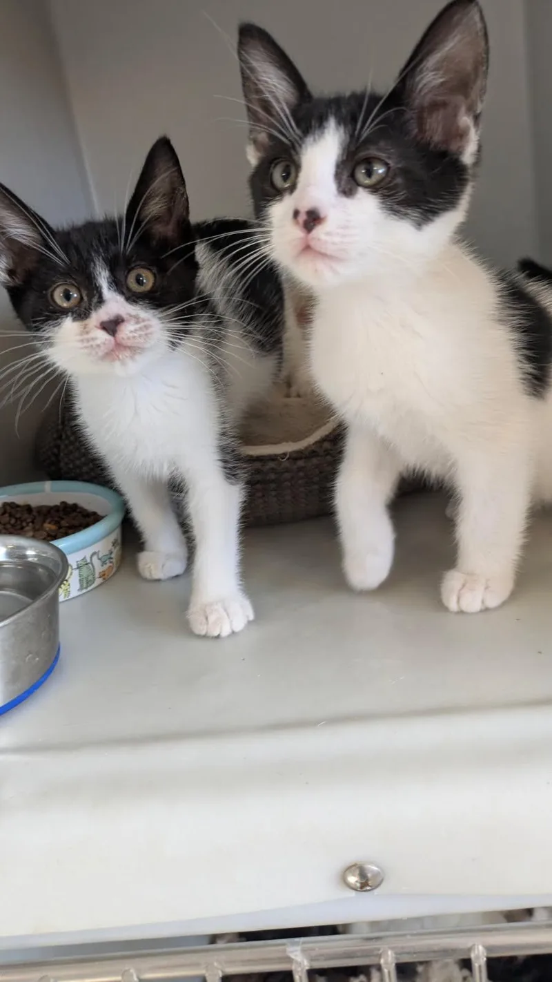 A baby medium-sized female Black & White / Tuxedo Domestic Short Hair cat named Bandita for adoption in Eureka, CA