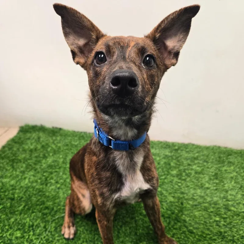 An adult medium-sized male Brown / Chocolate Mixed Breed dog named Jackson for adoption in Columbia, MO