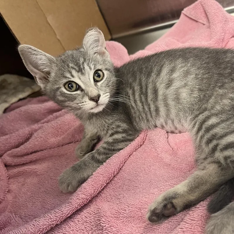 A baby small-sized female Gray / Blue / Silver Domestic Short Hair cat named Adaline for adoption in Oneonta, NY