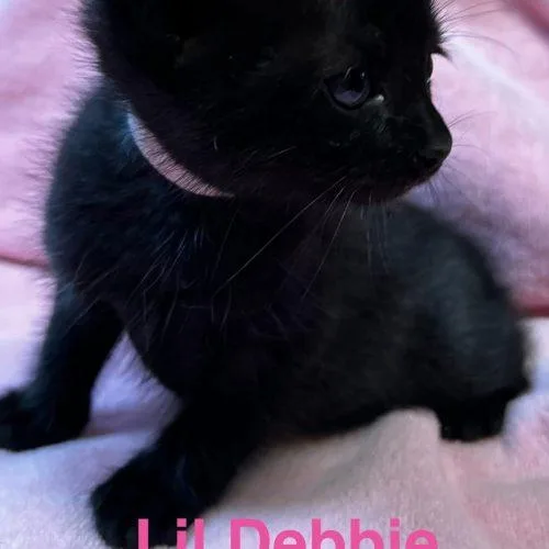 A baby small-sized female Black American Shorthair cat named Lil' Debbie for adoption in Paulina, LA