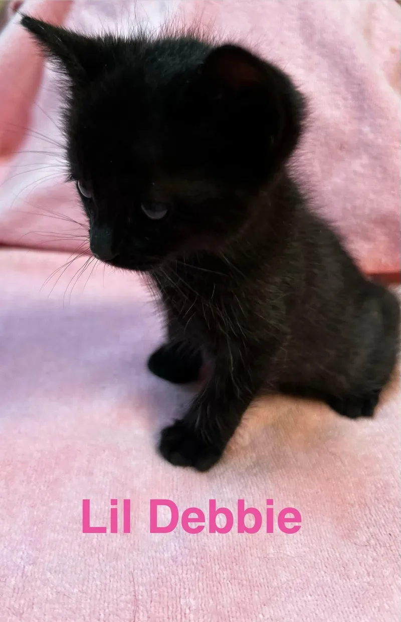 Lil' Debbie thumbnail 2