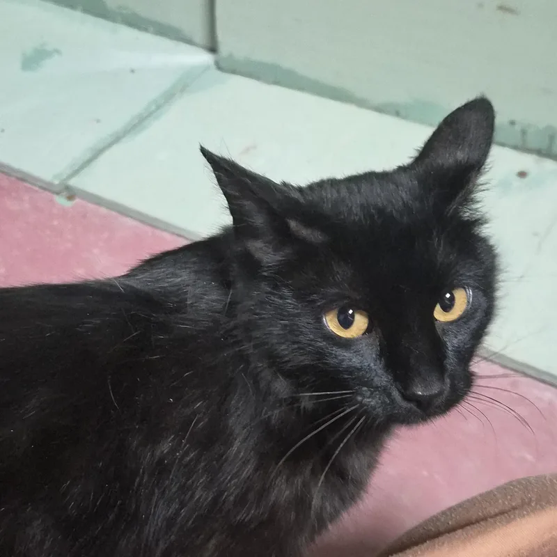 An adult medium-sized female Black Domestic Short Hair cat named Bobbie for adoption in Greeley, CO