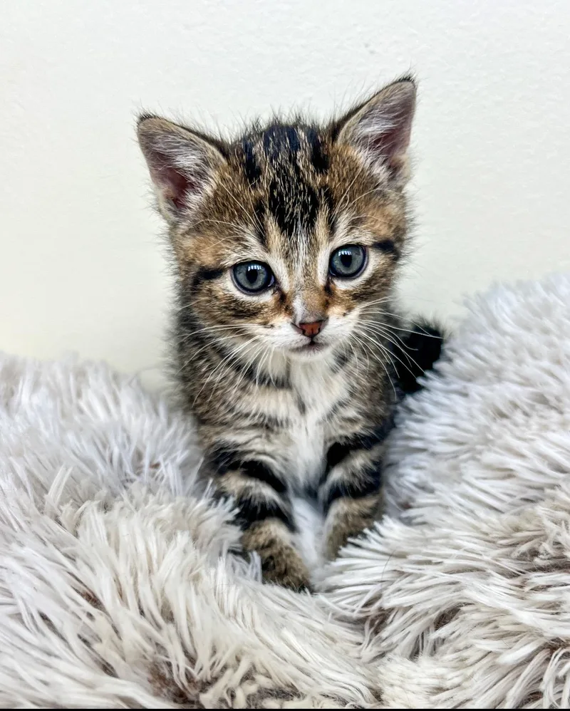 A baby small-sized male Domestic Short Hair cat named Curly for adoption in St. Ignace, MI