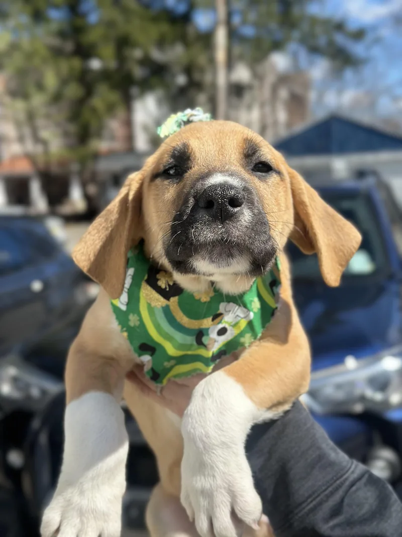 Finnegan thumbnail 3