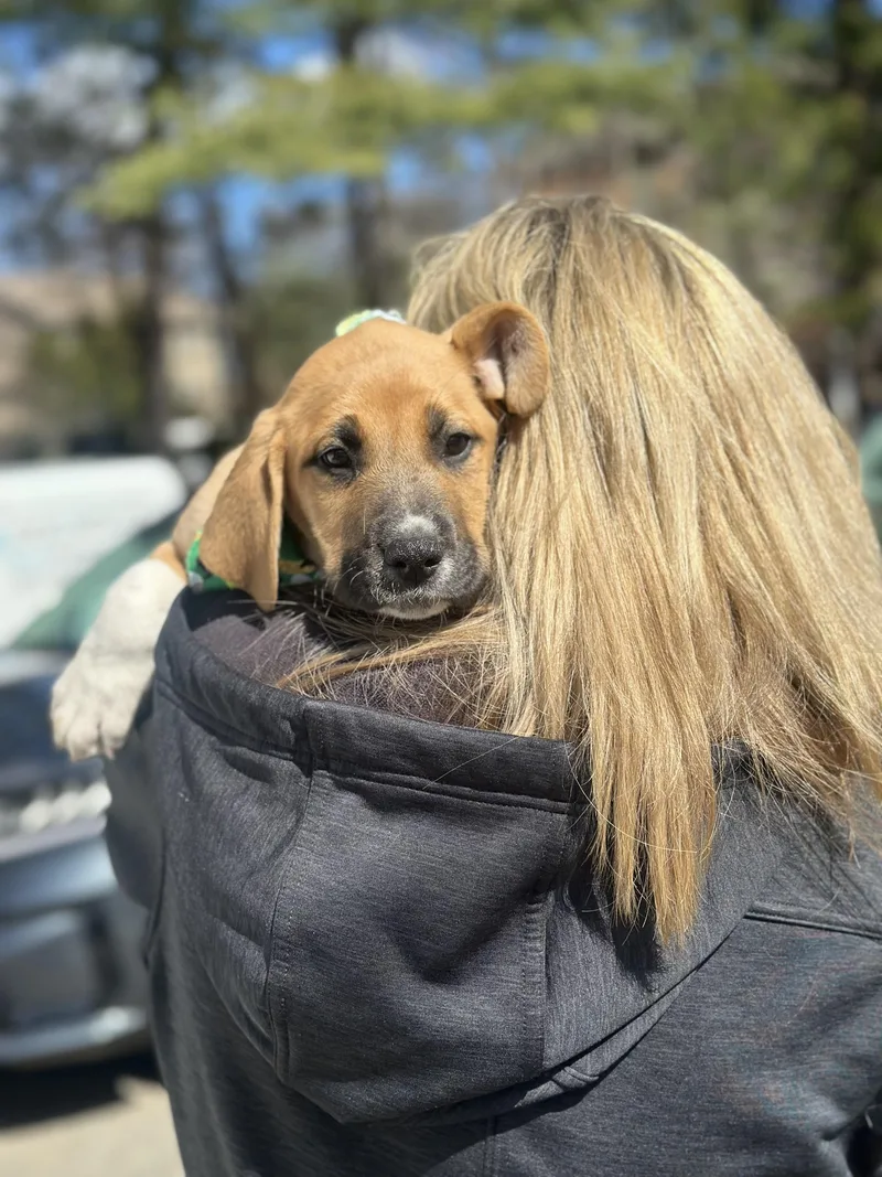 Finnegan thumbnail 4