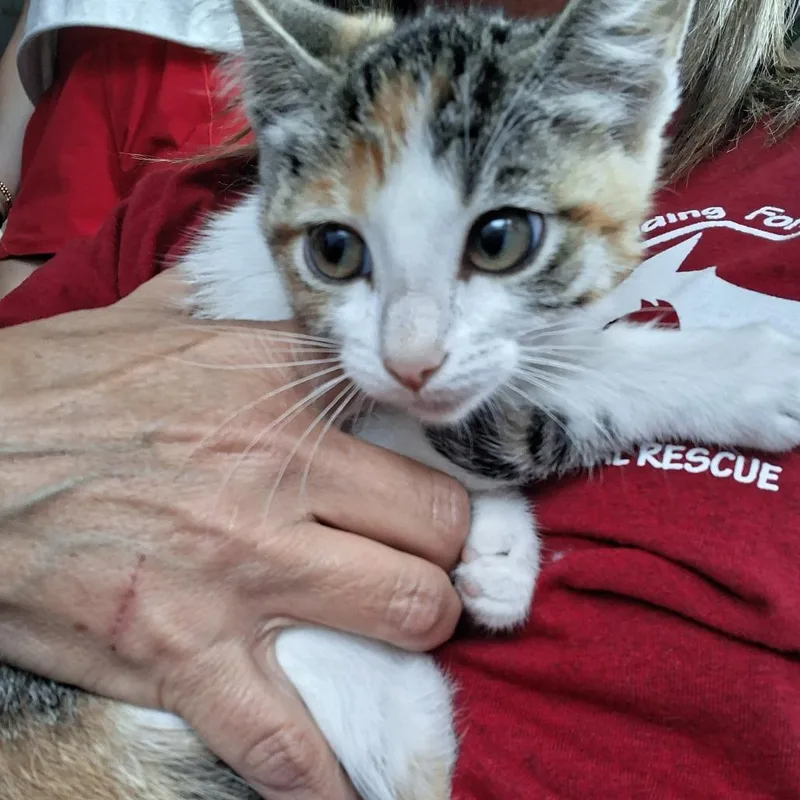 A baby small-sized female Calico Domestic Short Hair cat named Sassy for adoption in Marion, IL