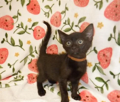 A baby small-sized male Domestic Short Hair cat named Lenny for adoption in San Jose, CA