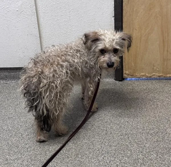 An adult small-sized male Poodle dog named Bryce for adoption in Escondido, CA