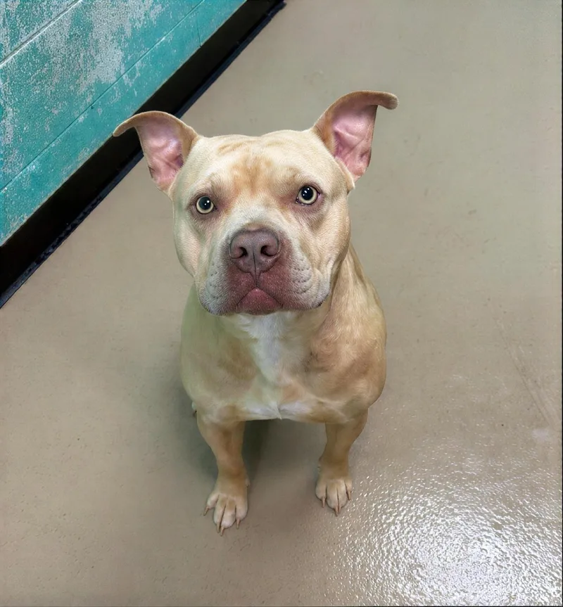 An adult medium-sized male Yellow / Tan / Blond / Fawn Mixed Breed dog named Zipline for adoption in Nashville, TN