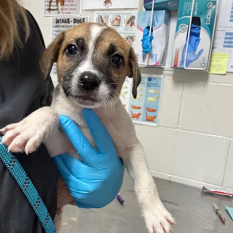 A baby small-sized male White / Cream Beagle dog named Rowdy for adoption in Birmingham, AL
