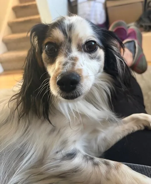 An adult small-sized male Tricolor (Brown, Black, & White) Papillon dog named Roscoe Fka Grant Hw for adoption in Sedalia, CO
