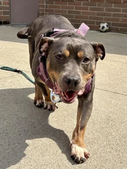 An adult medium-sized female Mixed Breed dog named Ruby for adoption in Cincinnati, OH