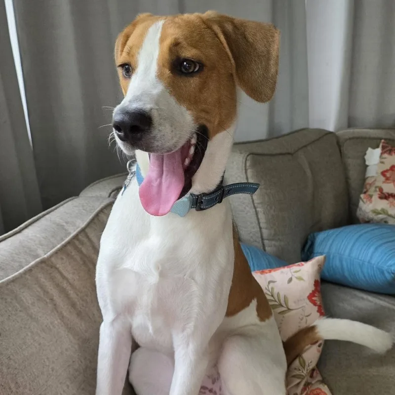 A young medium-sized male Yellow / Tan / Blond / Fawn Hound dog named Farley FKA Arctic Pup: for adoption in Falls Church, VA