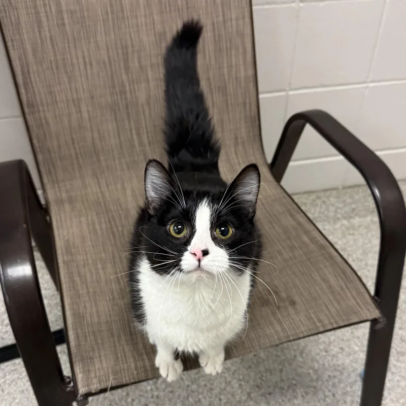 An adult small-sized female Domestic Medium Hair cat named Missy Lou for adoption in Kearney, NE