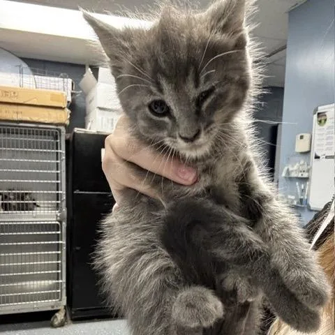 A baby small-sized female Gray / Blue / Silver Domestic Short Hair cat named Salt for adoption in St Joseph, MO
