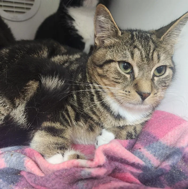 A baby small-sized male Domestic Short Hair cat named Leo for adoption in Walnutport, PA
