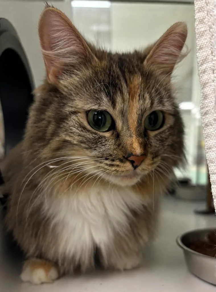 A young small-sized female Domestic Long Hair cat named Ziti for adoption in Saint Paul, MN
