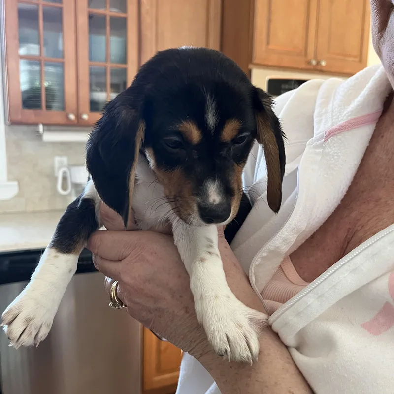 A baby small-sized female Tricolor (Brown, Black, & White) Beagle dog named Eve for adoption in Barnegat, NJ