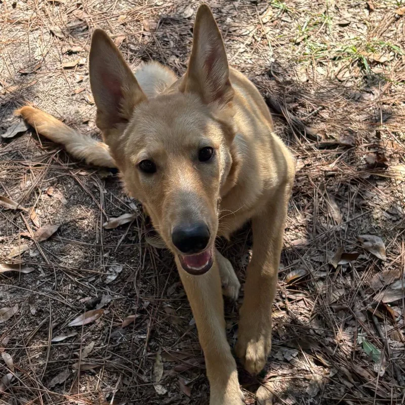 A young medium-sized female Mixed Breed dog named Dandy for adoption in Milton, FL
