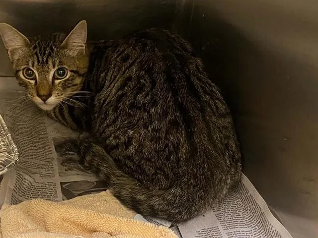 A young medium-sized female Domestic Long Hair cat named Maura for adoption in Tustin, CA