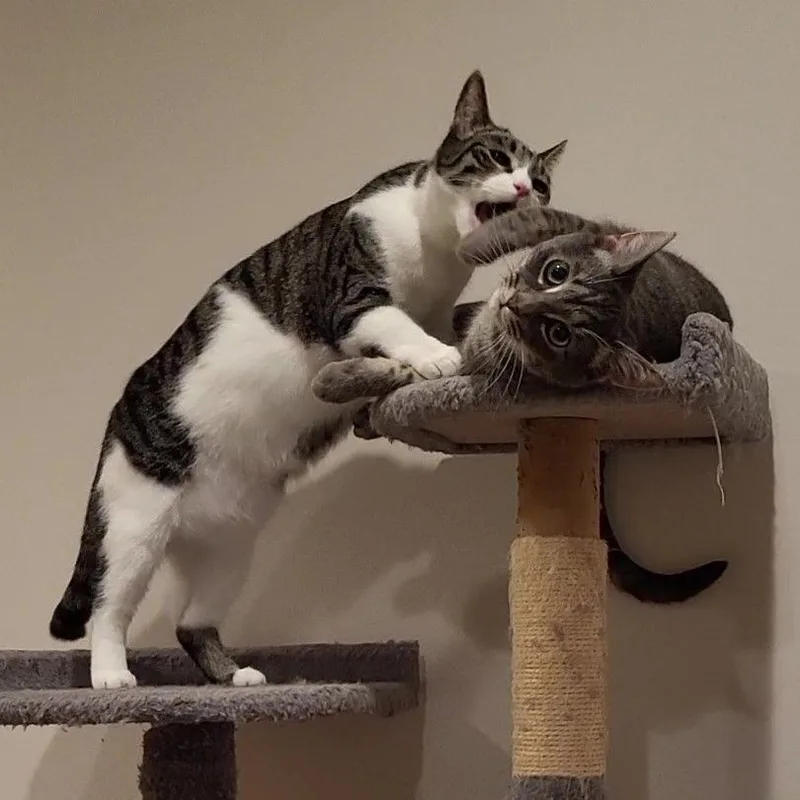 Jessica & Caroline thumbnail 3