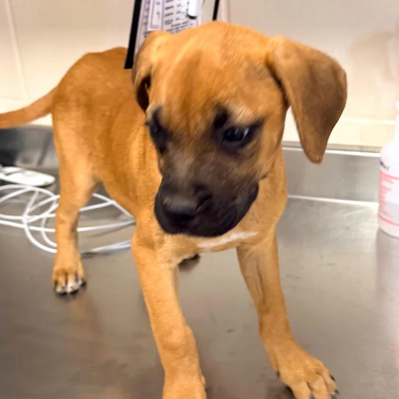 A baby small-sized female Brown / Chocolate Labrador Retriever dog named Amber for adoption in San Antonio, TX
