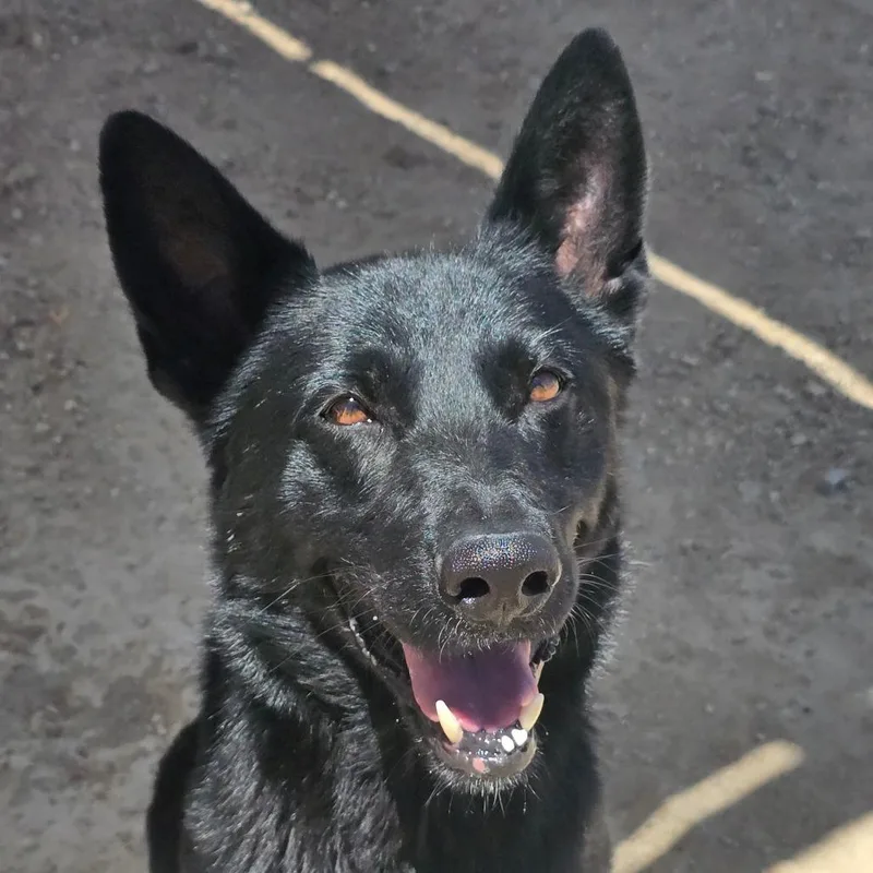 An adult medium-sized male Black Shepherd dog named Vader for adoption in Wickenburg, AZ