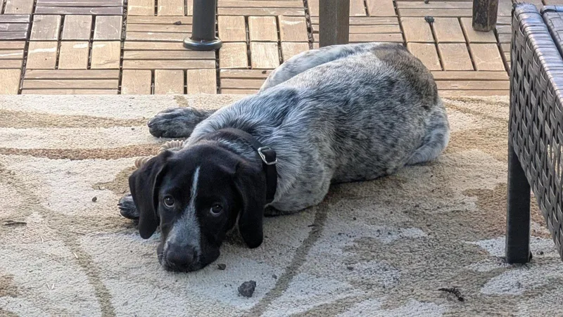 A young medium-sized female Pointer dog named Georgia for adoption in Sunnyvale, CA