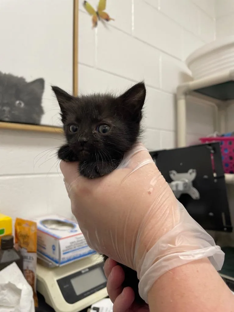 A baby small-sized female Domestic Short Hair cat named Blackberry for adoption in Oxford, NC