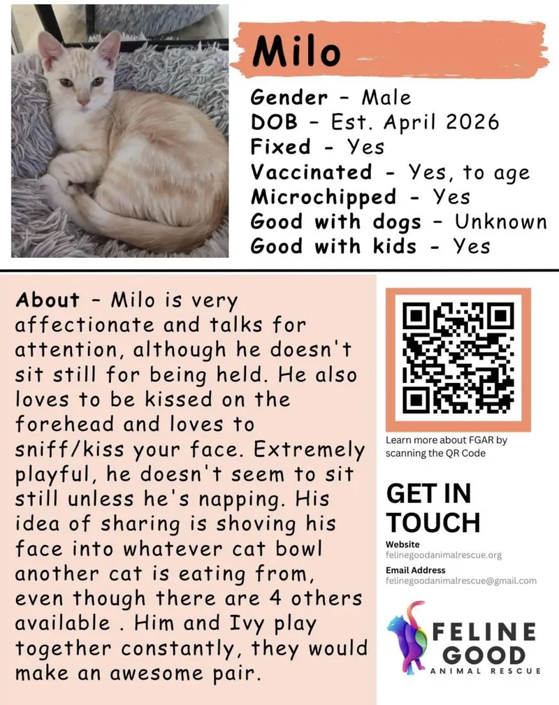A baby medium-sized male Orange & White Domestic Short Hair cat named Milo for adoption in Eugene, OR