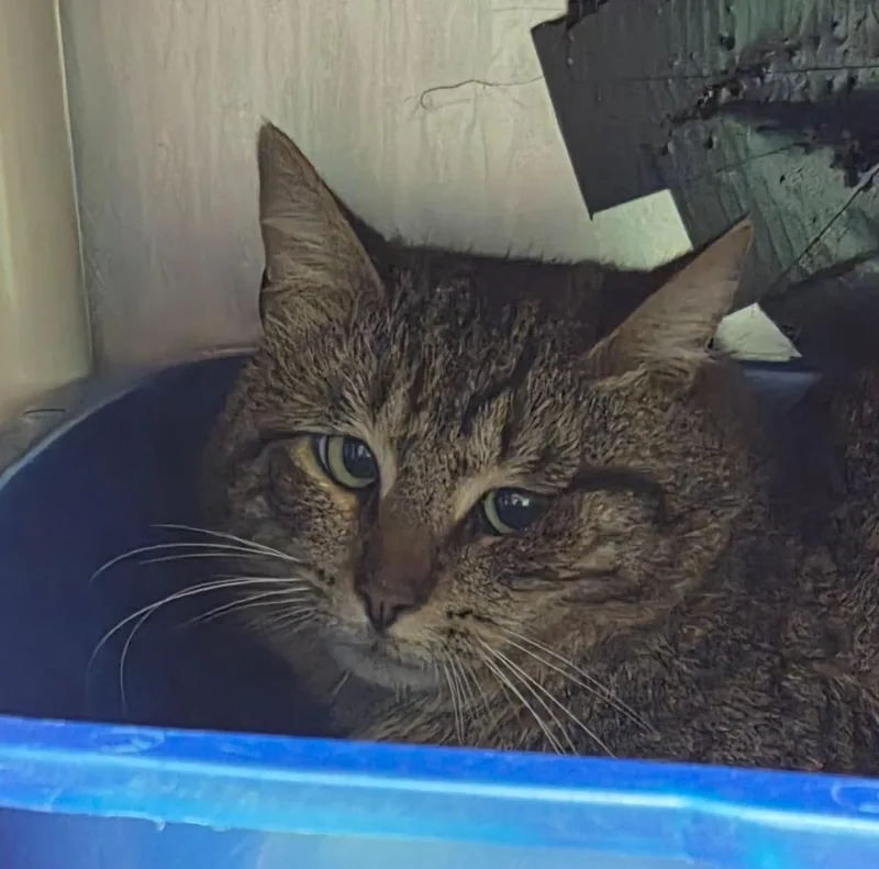 A young medium-sized male Domestic Short Hair cat named Donny for adoption in Olean, NY