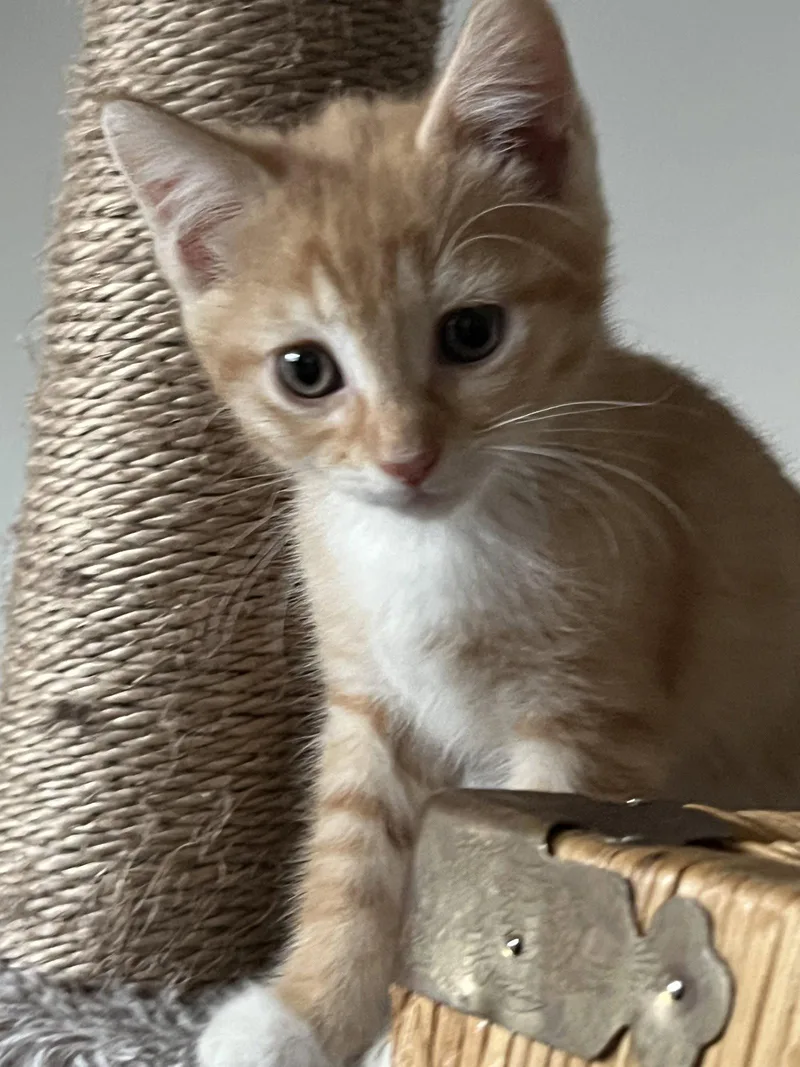 A baby medium-sized female Orange / Red Domestic Short Hair cat named Macadamia for adoption in Trenton, NJ