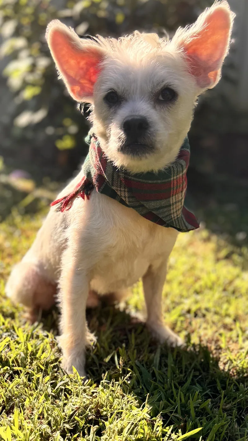 An adult small-sized male Cairn Terrier dog named Toto for adoption in Cordova, TN