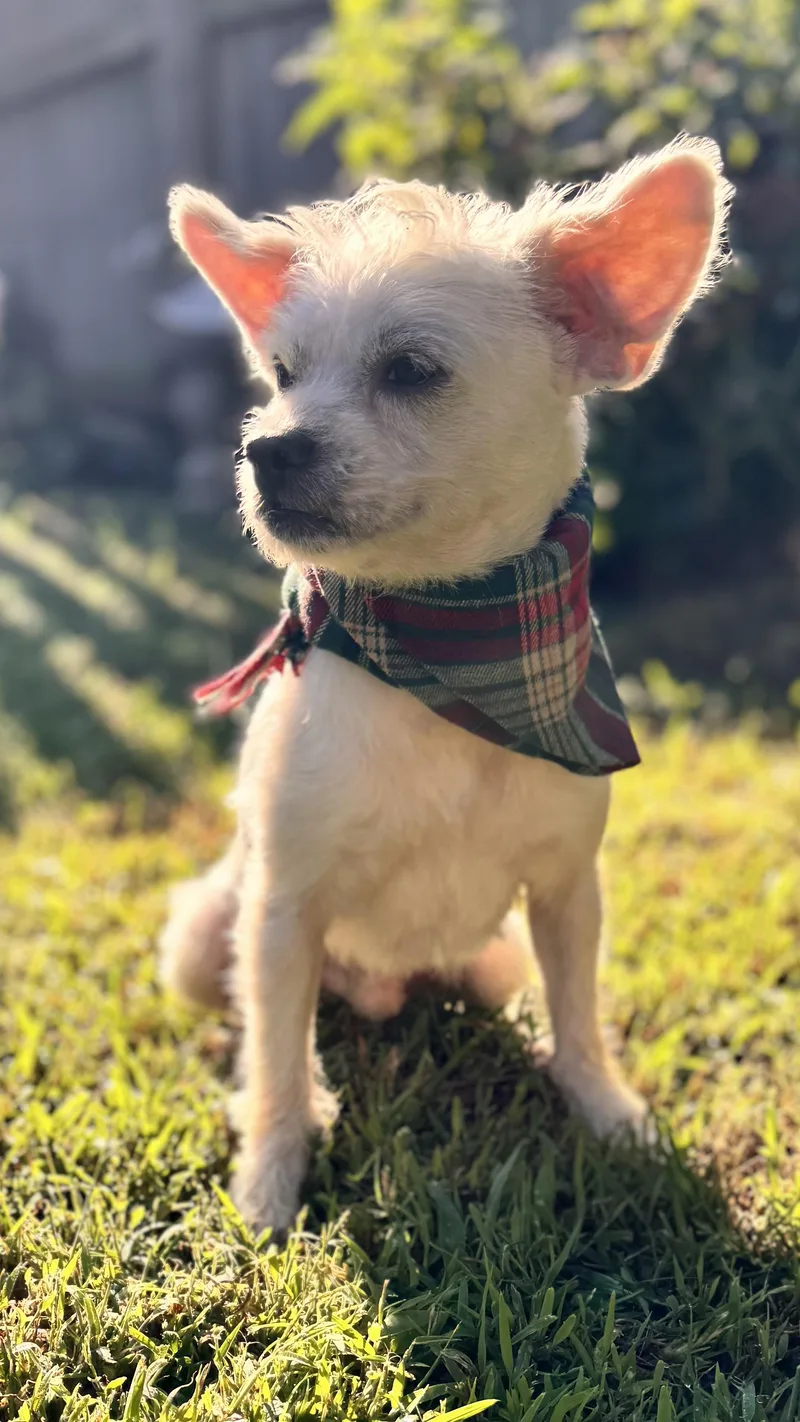 Toto thumbnail 2
