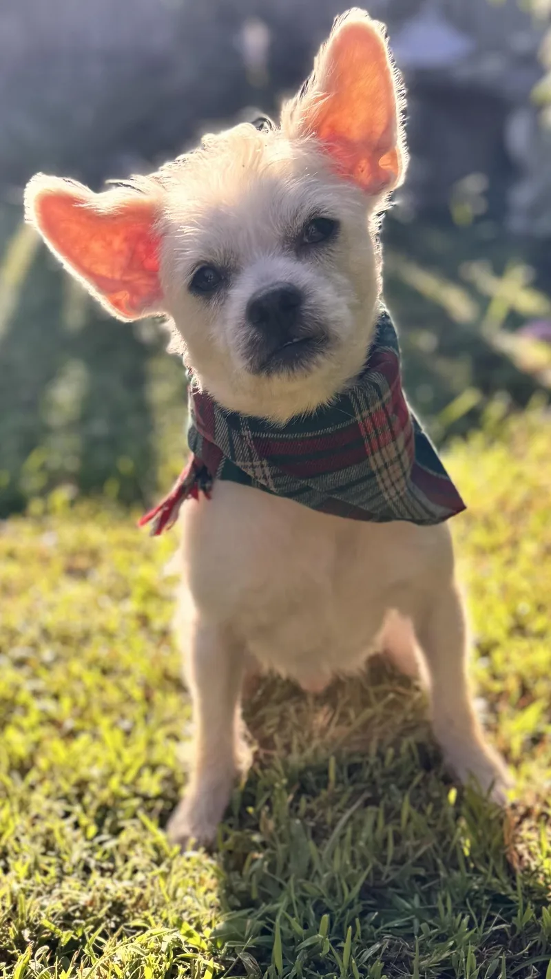 Toto thumbnail 3