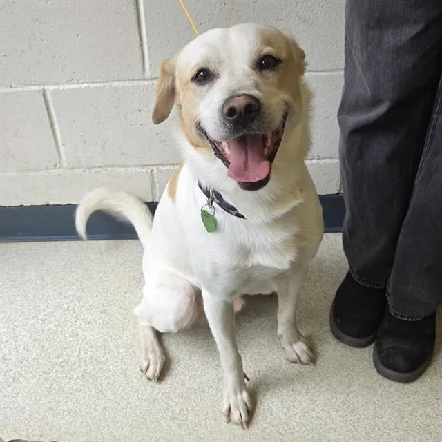 An adult medium-sized male Husky dog named Hamilton for adoption in Anchorage, AK