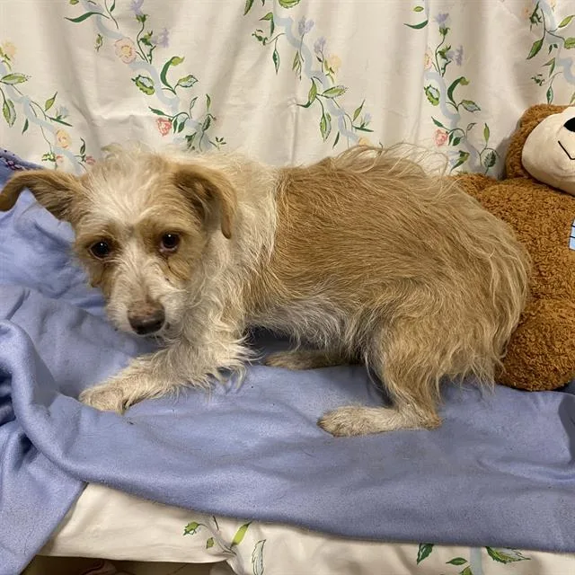 A young small-sized male Norwich Terrier dog named A for adoption in Modesto, CA