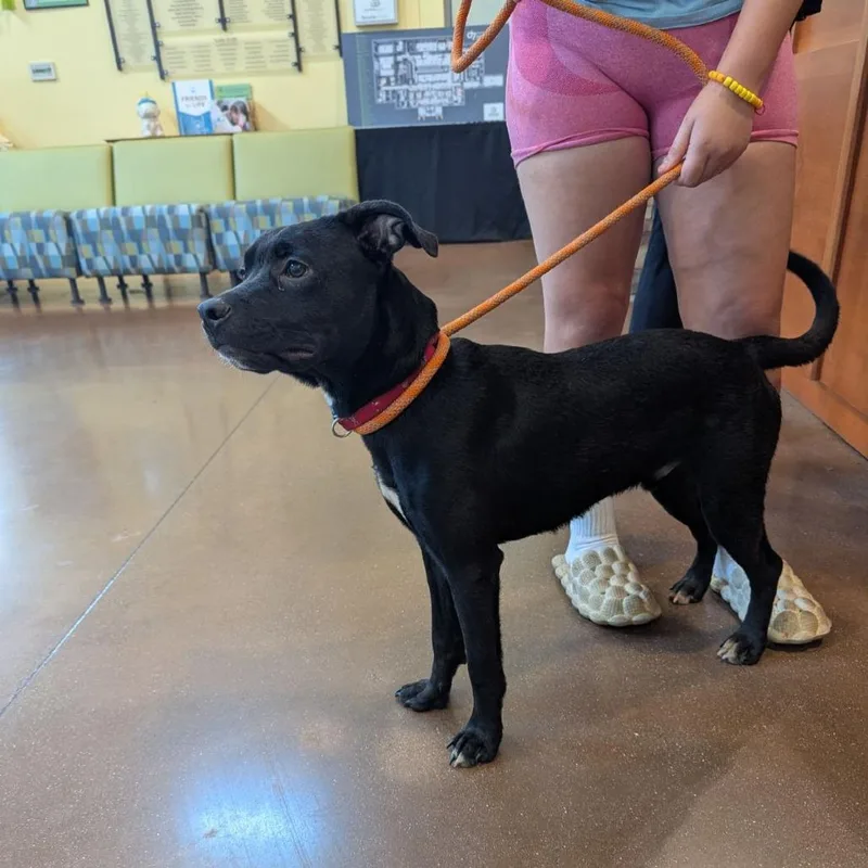A young medium-sized male Black American Staffordshire Terrier dog named Umber for adoption in Lynchburg, VA