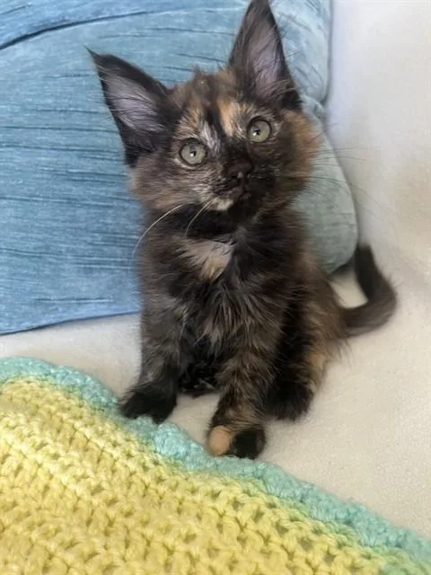 A baby small-sized female Domestic Medium Hair cat named Pearl for adoption in San Jose, CA
