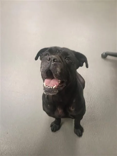 An adult large-sized female Boxer dog named Zira for adoption in Corpus Christi, TX
