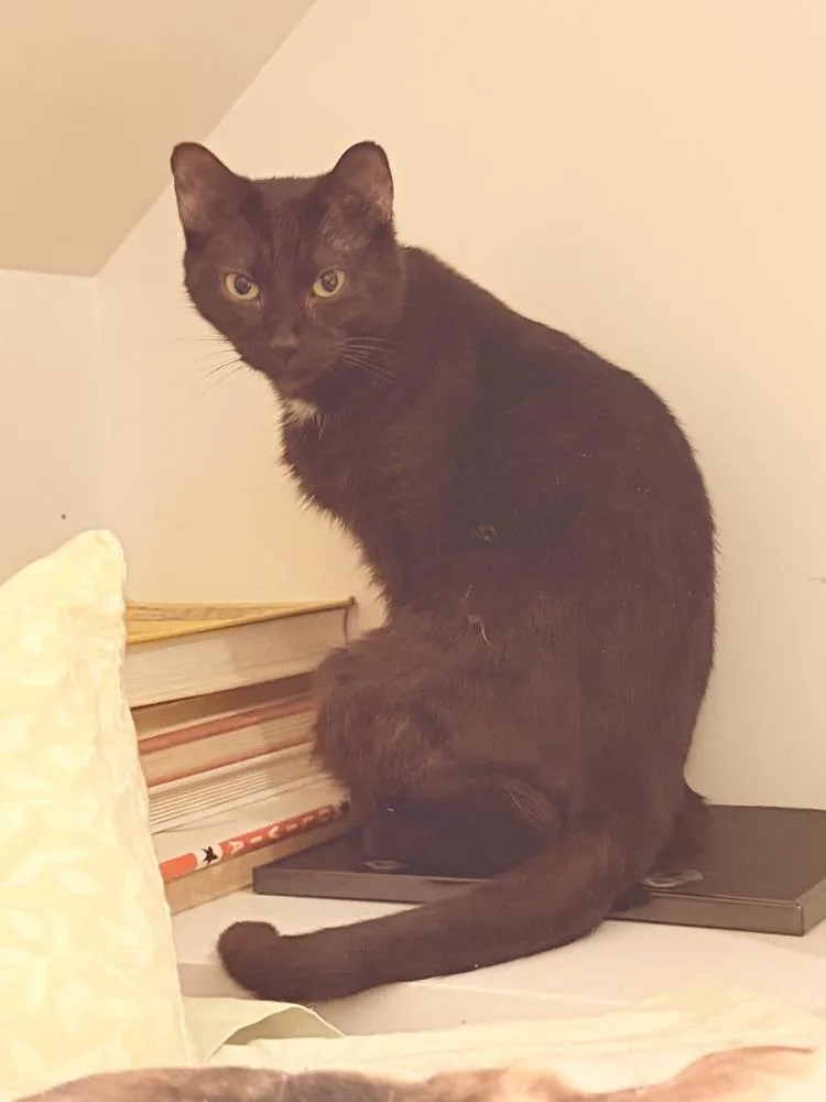 Lady Gaga thumbnail 2