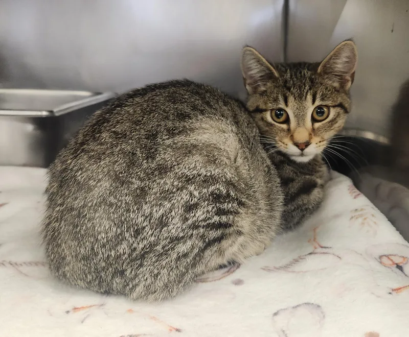 A baby medium-sized male Tabby (Brown / Chocolate) Domestic Short Hair cat named Ringo for adoption in Clayton, NJ