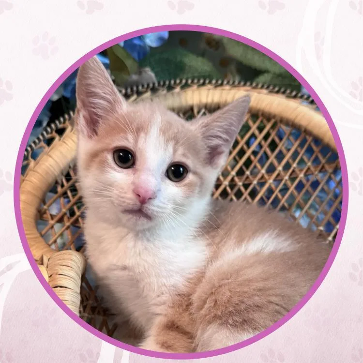 A baby small-sized male Domestic Short Hair cat named Fernando for adoption in Toms River, NJ