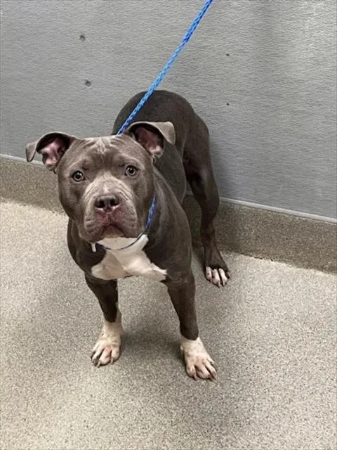 An adult large-sized male Pit Bull Terrier dog named Baby Boy for adoption in Las Vegas, NV