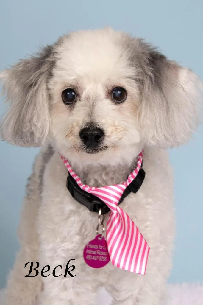 A senior small-sized male Poodle dog named Beck for adoption in Gilbert, AZ