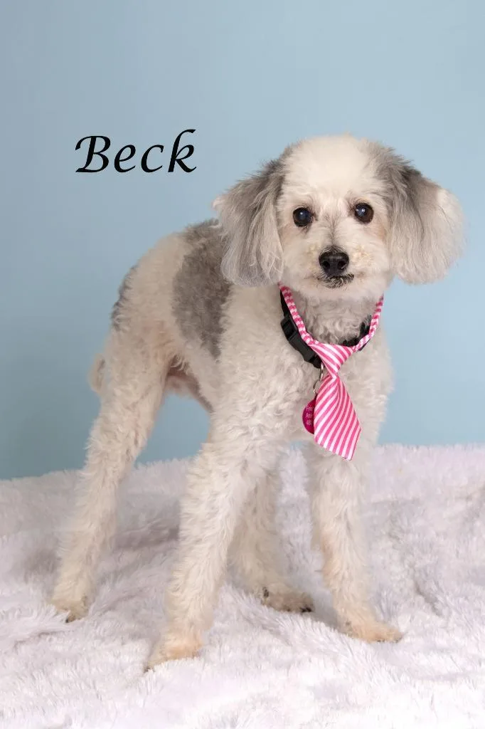 Beck thumbnail 2