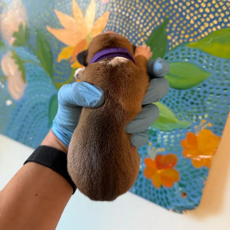 A baby medium-sized female Shepherd dog named Gemini for adoption in Austin, TX